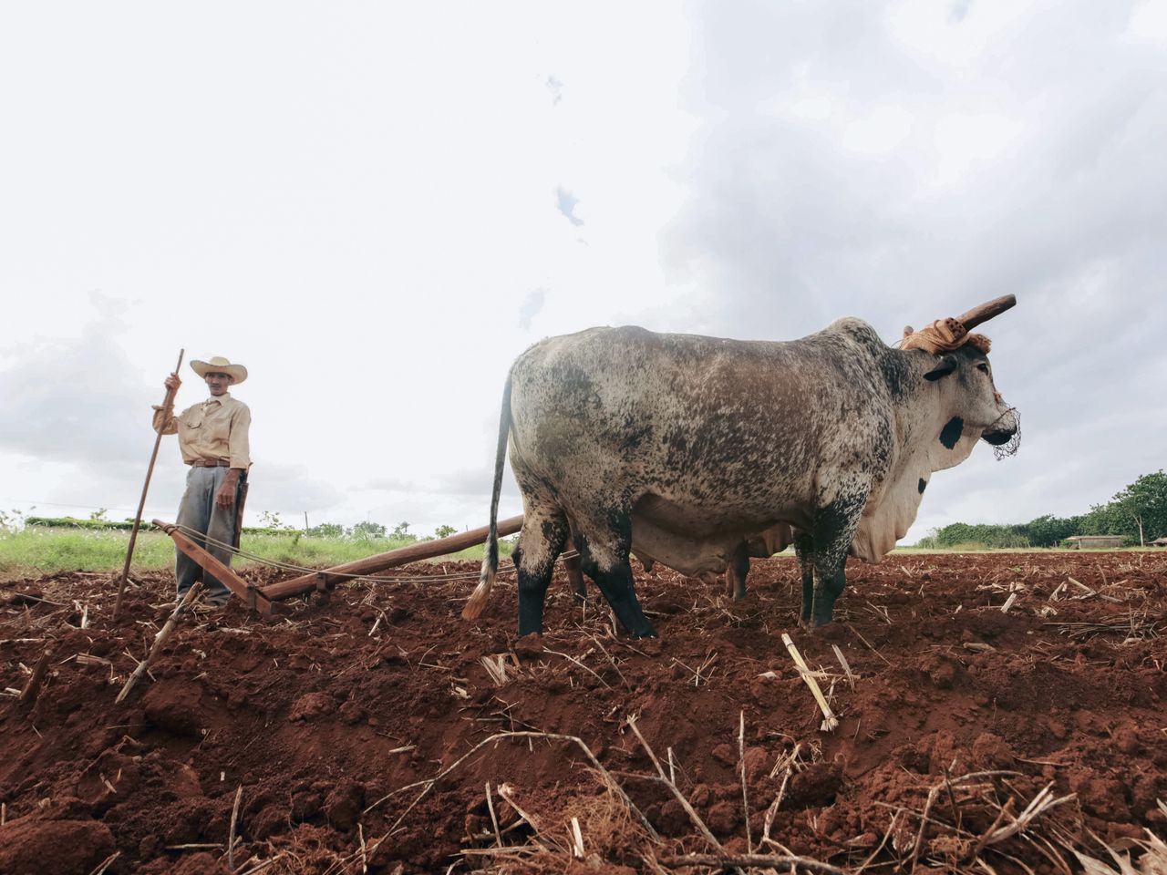 A farmer in rural attire using an ox to plow a field under an overcast sky, showcasing traditional agriculture.