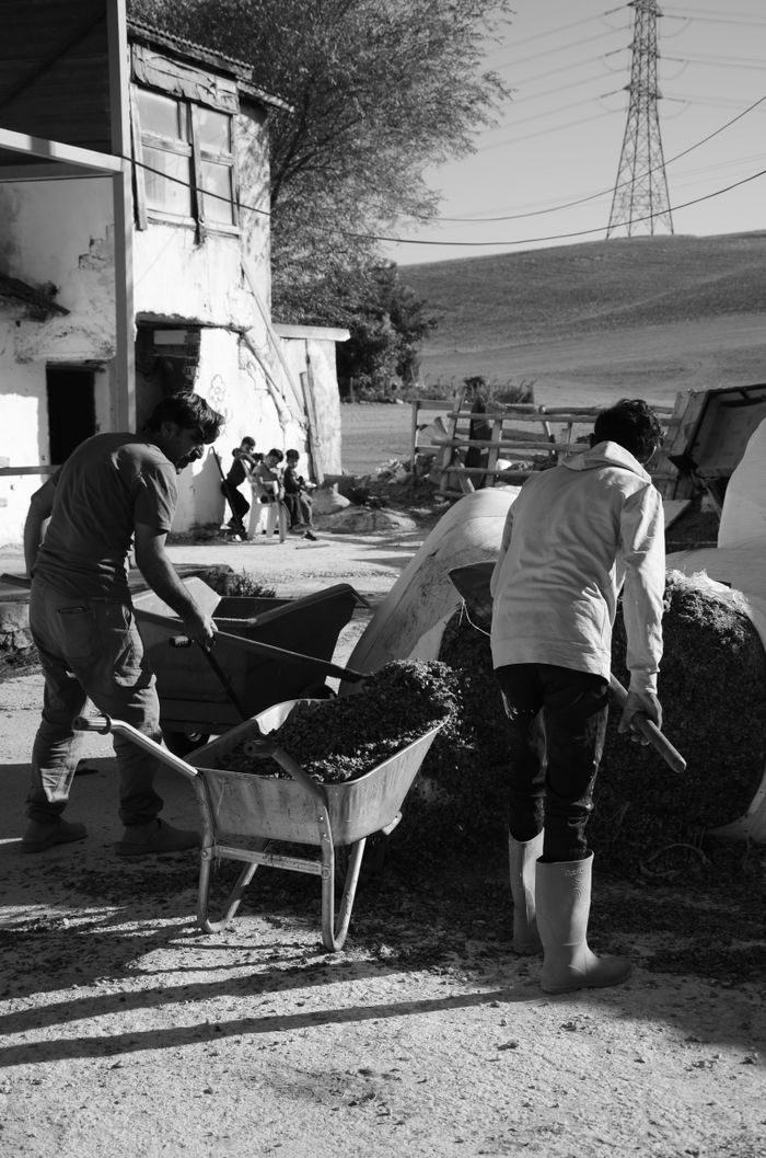 Black and white image of farm workers with wheelbarrows and children in a rural setting.